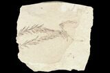 Metasequoia (Dawn Redwood) Fossils - Montana #85809-1